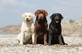 LABRADOR 501